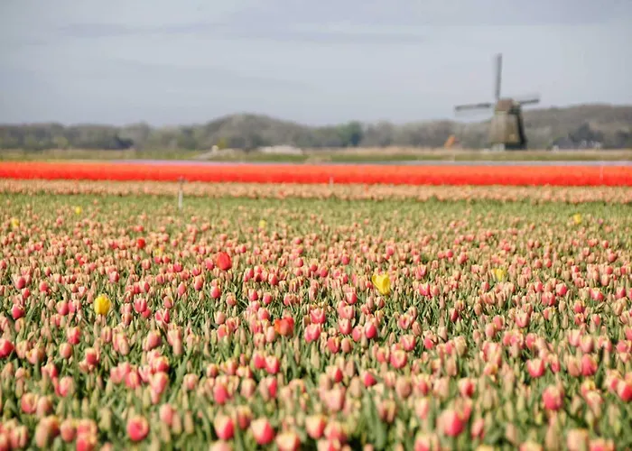 度假居 'flow' 卑尔根